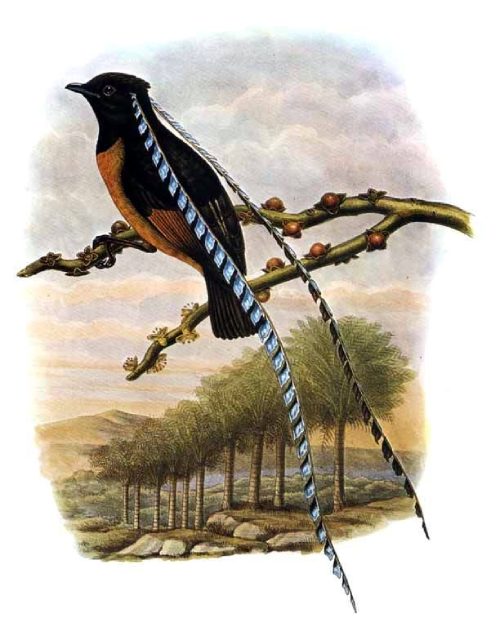 Imagen del Rey de Sajonia, una de las aves raras más lindas. 