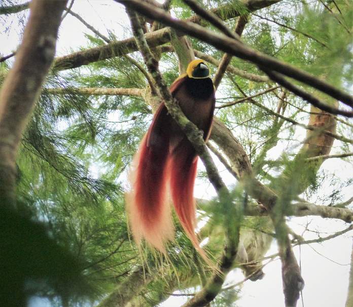 Imagen del ave del paraíso Raggiana.