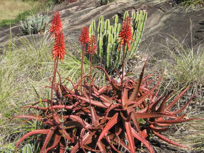 Sábila roja Aloe cameronii.