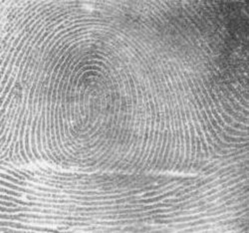 Imagen de una huella dactilar, parte de la explicación de por qué tenemos huellas dactilares.