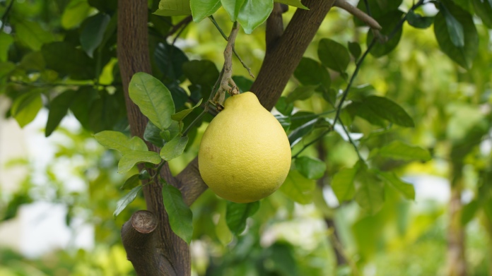 La citrus máxima es una excelente referencia de pigmentos naturales 