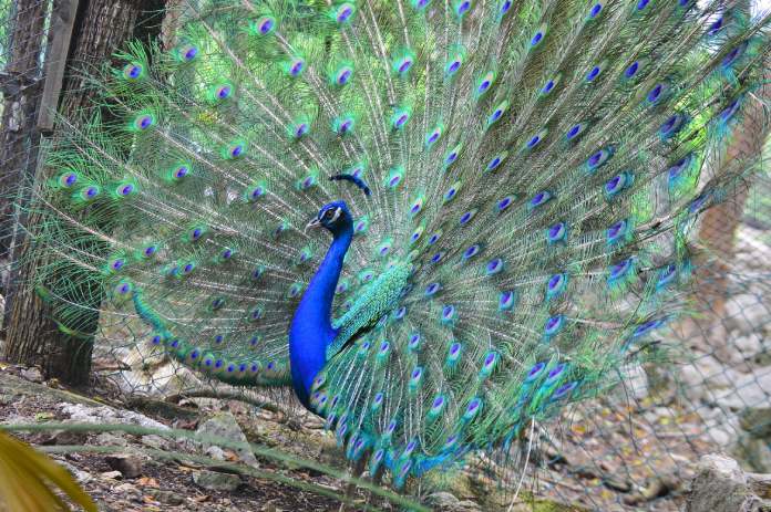 Color estructural mostrado a través de un pavo real con las plumas extendida.