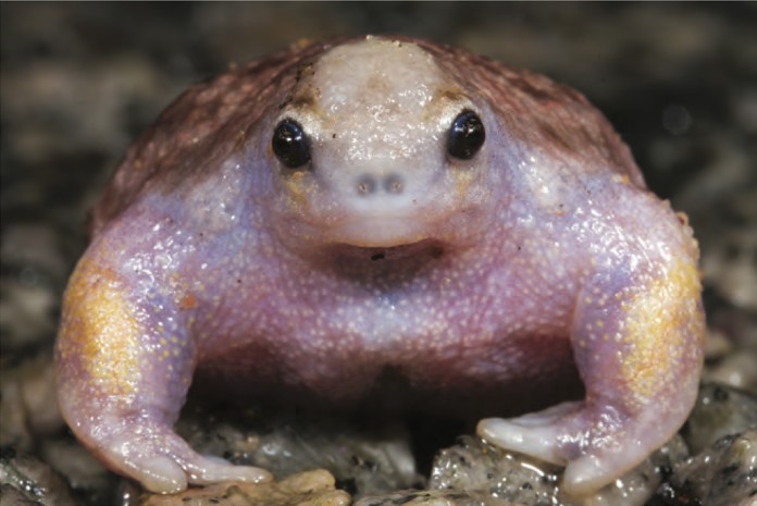 Imagen frontal de la rana tortuga