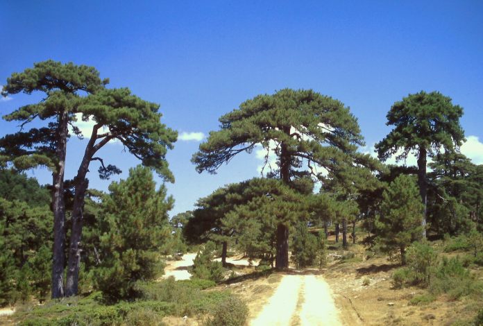 Pinus nigra subsp. salzmannii.