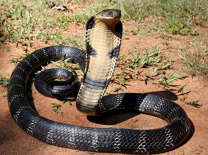 La Cobra real es una de las squamata más fascinantes y peligrosas