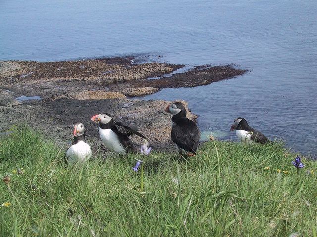 Fauna de la isla de Staffa.