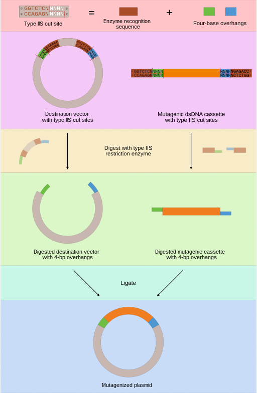 Una infografía en inglés de como se forma el ADN recombinante. 