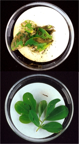 En una imagen hay dos plantas, la de arriba es devorada por un insecto atacante y consumida, la de abajo está casi intacta gracias a una modificación genética.