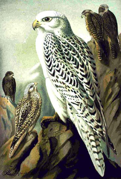 Tipos de alcones Falco rusticolus.