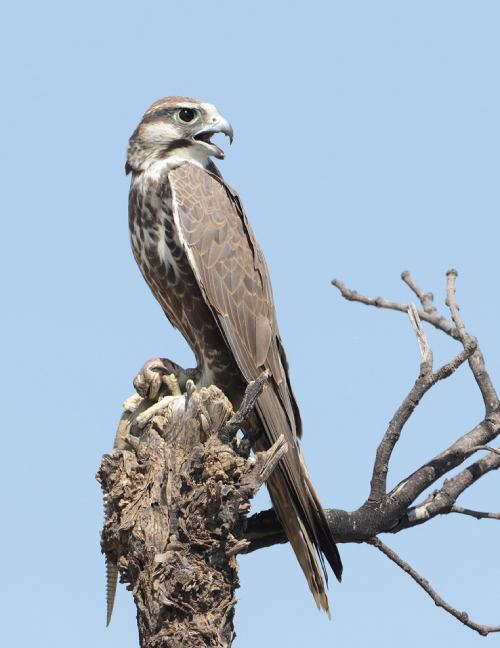 El Laggar Falcon, uno de los tipos de halcones.