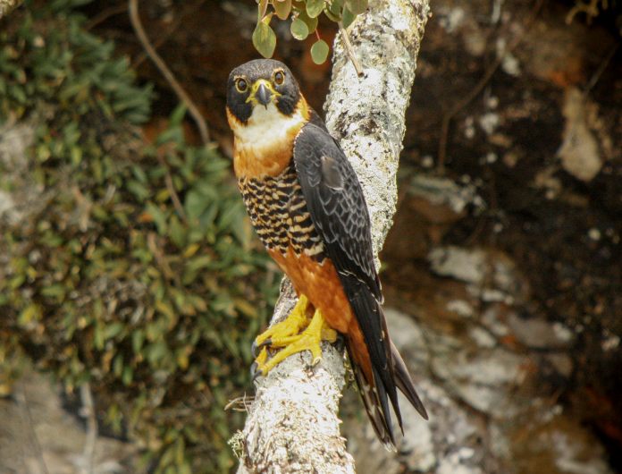Falco deiroleucus.