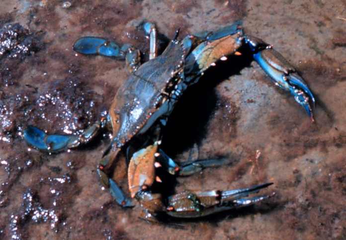 Tipos de cangrejos - Cangrejo azul del Atlántico 