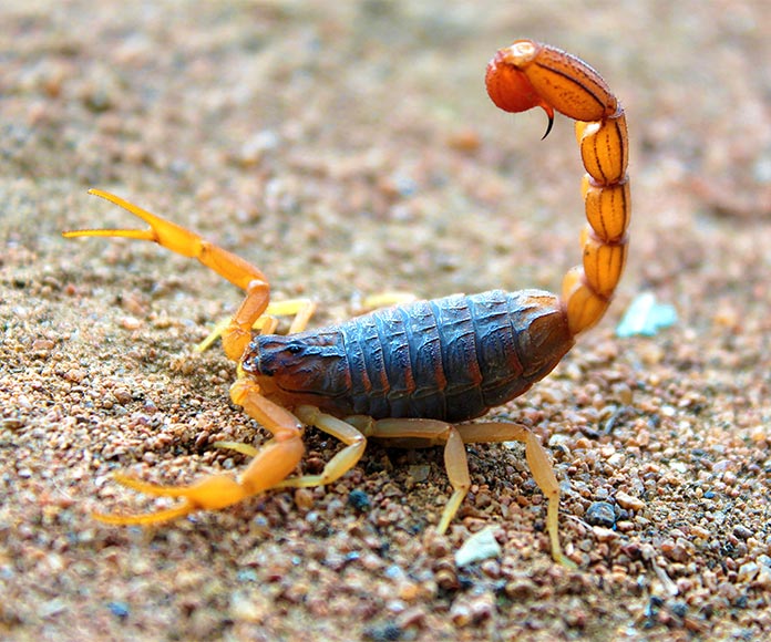 Uno de los muchos tipos de escorpiones que existen