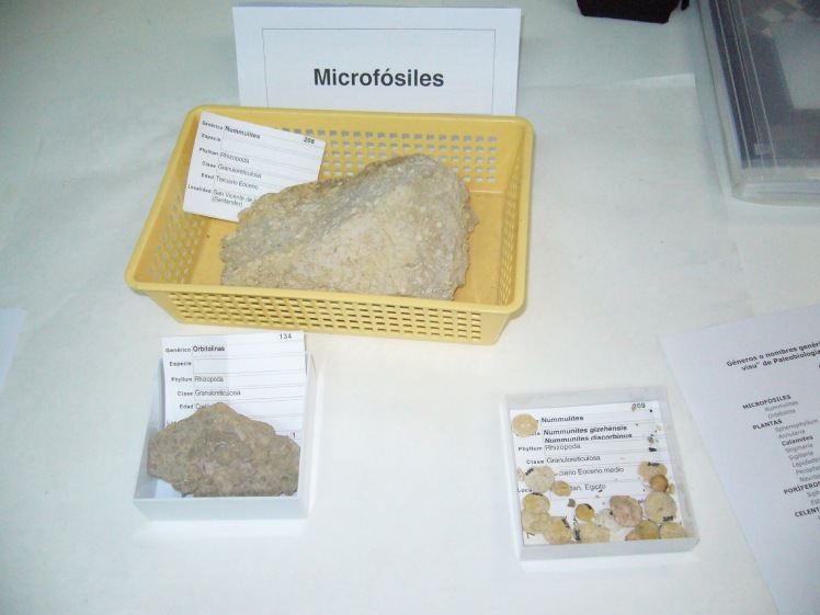 Microfósiles en un laboratorio