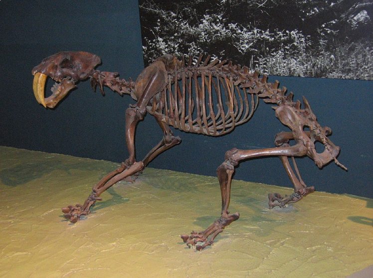 Fósil de un Smilodon Californicus